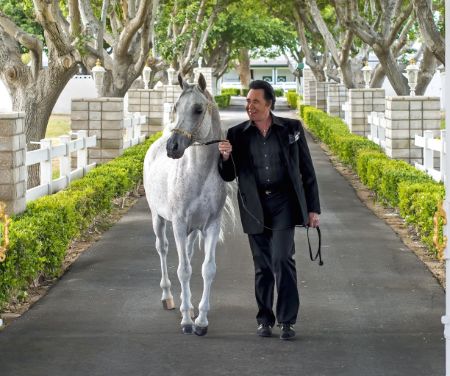 Wayne walking with white Arabian horse